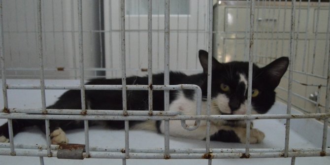 Yaralı kedi için seferber oldular