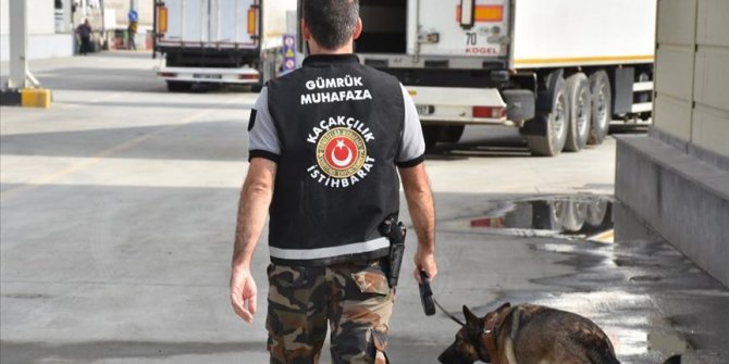 Tropical animals seized in Turkish trafficking raid