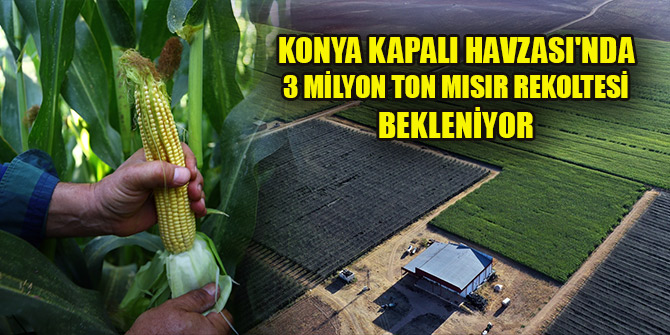 Konya Kapalı Havzası'nda 3 milyon ton mısır rekoltesi bekleniyor