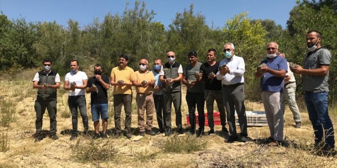 Antalya'da yüz kınalı keklik doğaya bırakıldı