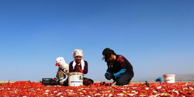 Bitlis’te domatesten 230 milyon TL gelir elde edilecek