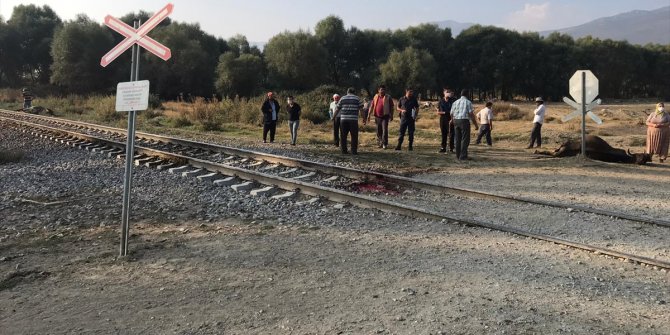 Akşehir'de yük treninin çarptığı sürüdeki 8 hayvan telef oldu