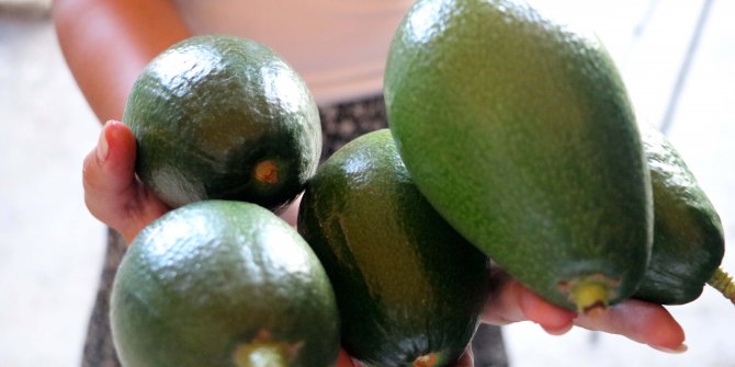 Avokado ihracatı başladı, hedef 10 milyon adet