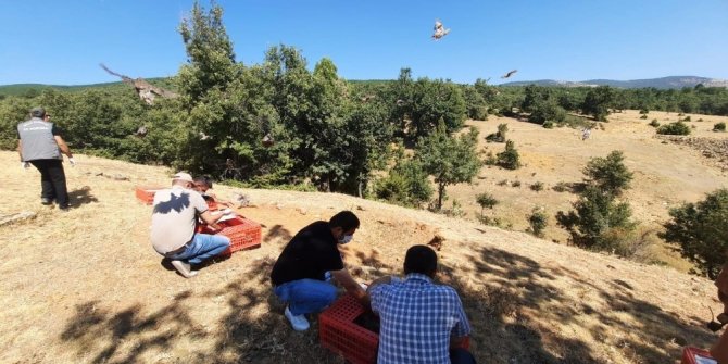 Konya'da 500 kınalı keklik doğaya salındı