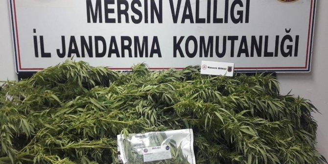 Mersin’de 11 kök kenevir ele geçirildi
