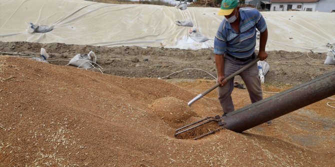 Sivas'ta tritikalede rekolte yüzleri güldürdü