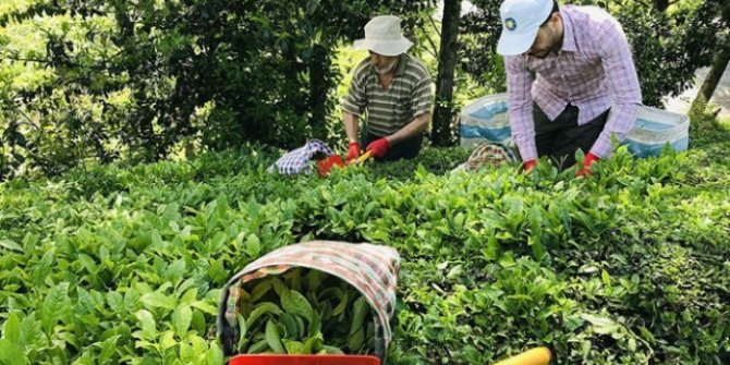 8 ayda 10,77 milyon dolarlık çay ihracatı