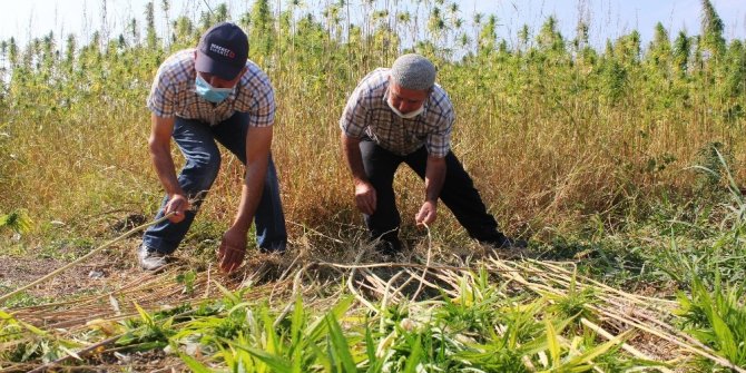 Kenevirin ekim alanı arttı, kuraklıktan verim düştü
