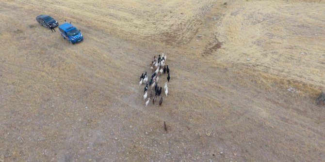 Jandarma, köylünün kaybolan 43 küçükbaş hayvanını dron ile buldu