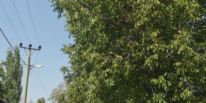 Ceviz toplarken elektrik akımına kapılan imam hayatını kaybetti