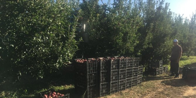 Beyşehir’de elma hasadına başlandı