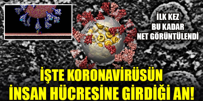 İlk kez bu kadar net görüntülendi... İşte Koronavirüsün insan hücresine girdiği an!