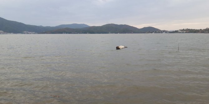 Fethiye'de sel suları, denizin rengini değiştirdi