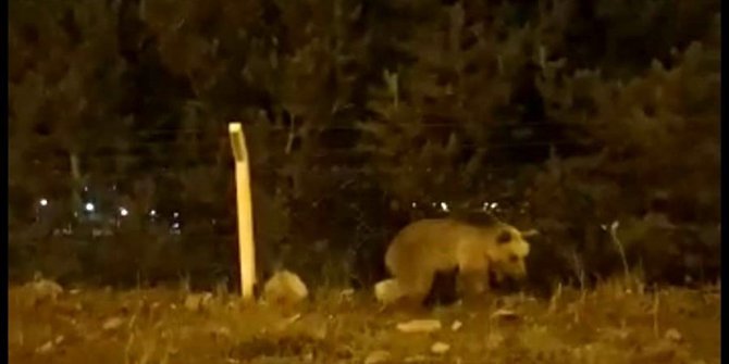 Şehre inen boz ayı böyle görüntülendi