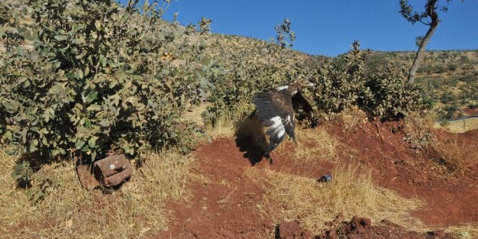 Şırnak’ta tedavi edilen kartal, kerkenez ve şahinler doğaya bırakıldı
