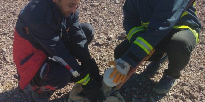 Başı plastik bidona sıkışan köpek kurtarıldı