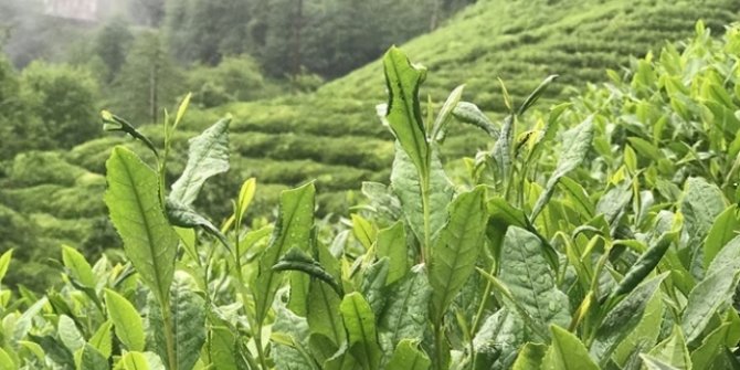 Yaş çay ödemeleri bugün başlıyor