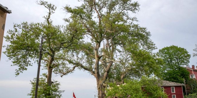 Bronz Çağı'ndan beri yaşayan porsuk ağacı, 4 bin yıl daha yaşayabilir
