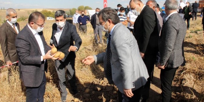 Yozgat’ta yerli patates hasadı yapıldı