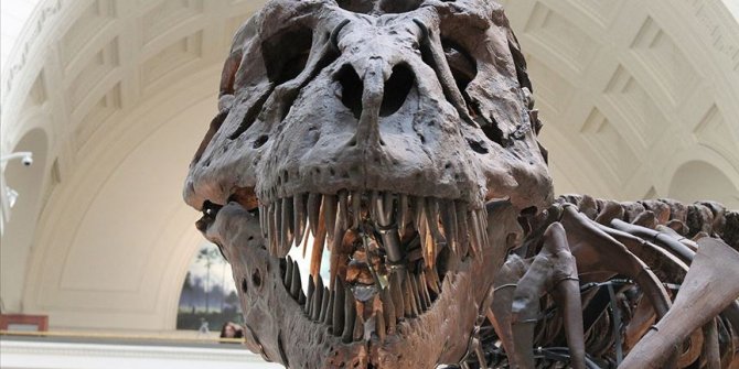 Dinozor nüfusunun Dünya'ya asteroit çarpmadan önce azalmadığı ileri sürüldü