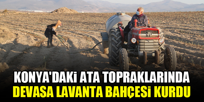 Konya'daki ata topraklarında devasa lavanta bahçesi kurdu