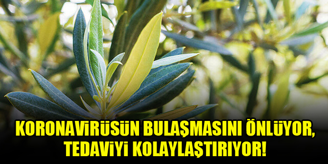 Zeytin yaprağı, koronavirüsün bulaşmasını önlüyor, tedaviyi kolaylaştırıyor!