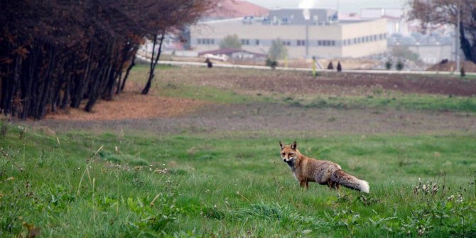 Uzaktan eğitimin yapıldığı üniversitenin kampüsünde gezinen tilki görüntülendi