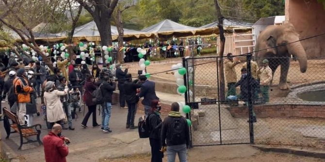 Dünyanın en yalnız fili Kamboçya’daki fil barınağına götürülüyor