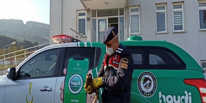 Jandarmanın bulduğu kanatları kırık kızıl şahine tedavi