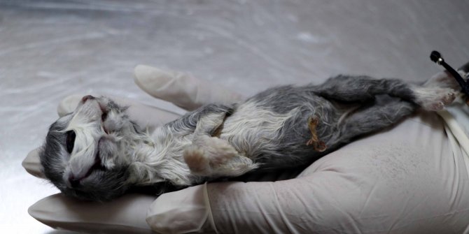 Çift başlı doğan kedi, bir saat yaşayabildi