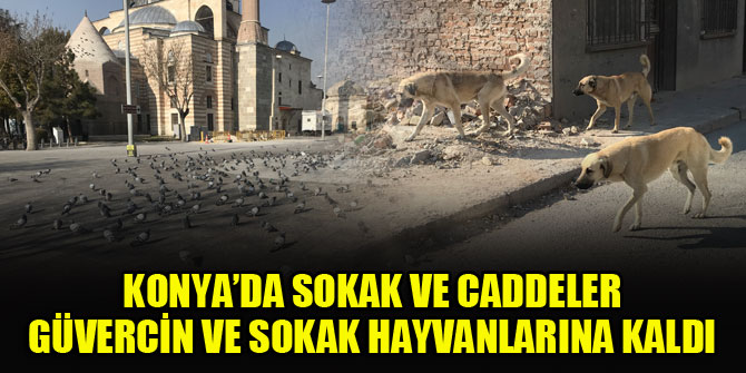 Konya’da sokak ve caddeler güvercin ve sokak hayvanlarına kaldı