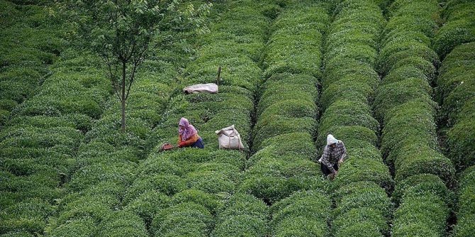 Turkey's tea exports rise 17% in Jan-Nov