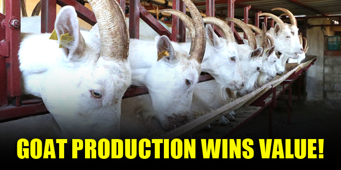 Goat production wins value!