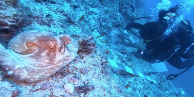 World's first Islamic wreck found 42 years ago