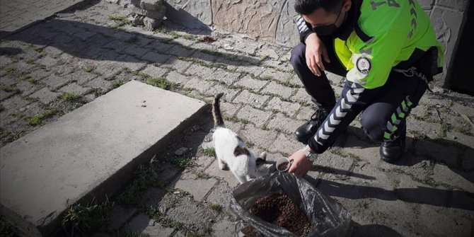 Turska: Napuštene životinje dobijaju hranu tokom policijskog sata