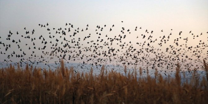 Konya'da sığırcık kuşlarının dansı büyüledi