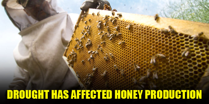 Drought has affected honey production