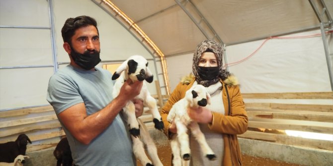 Tarım işçisi devlet desteği sayesinde sürü sahibi oldu