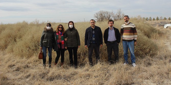 Karapınar'da erozyonla mücadele için yetiştirilen bitkiler, Aksaray'da ekilecek