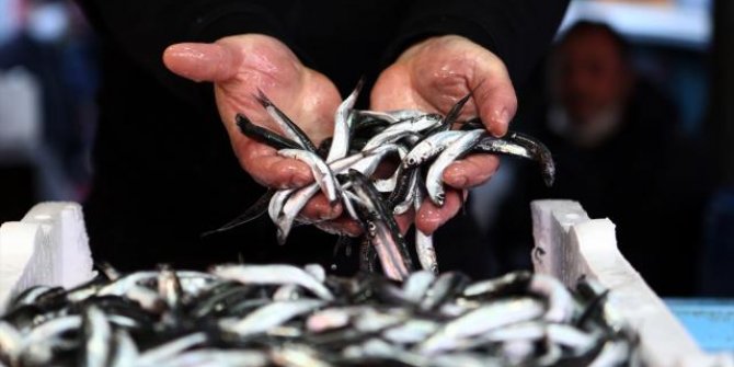 Hamsi avı yasağı 28 Ocak'a uzatıldı