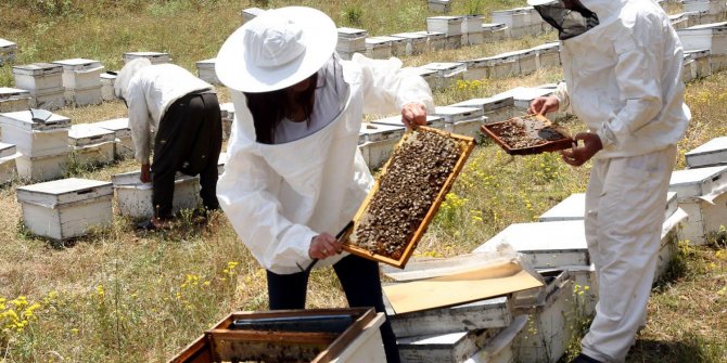 'Arıların Covid- 19'u tespiti konusunda bir test ve araştırma yapılması gerekiyor'