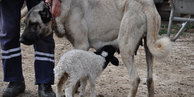 Kangal köpeği, kuzuya annelik yapıyor