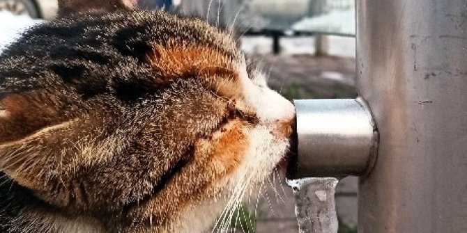 Susuz kalan kedinin buzu yalaması objektiflere yansıdı