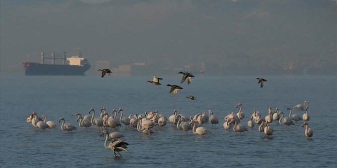 Turska: Flamingosi u zalivu Izmit