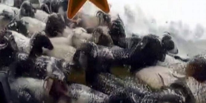 Karda mahsur kalan çoban ve koyun sürüsü kurtarıldı