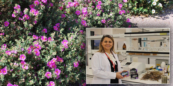 Konya Gıda ve Tarım Üniversitesi yerli cistuslu pastil üretti