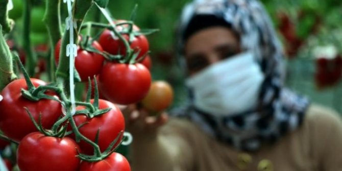 Eksi 40 derecede bile domates üretebiliyorlar