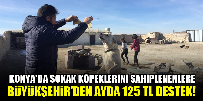 Konya'da sokak köpeklerini sahiplenenlere Büyükşehir'den ayda 125 TL destek!