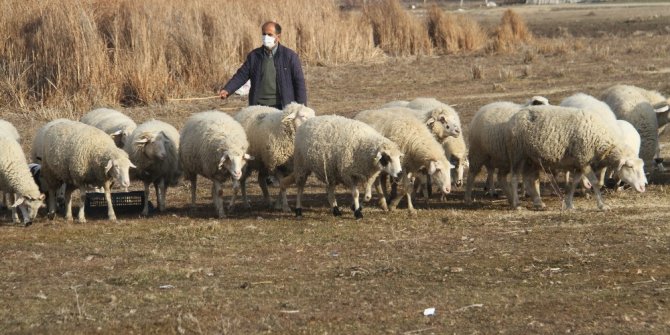 Bunlar da kış kuzuları