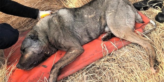 Av tüfeğiyle vurulan köpek telef oldu